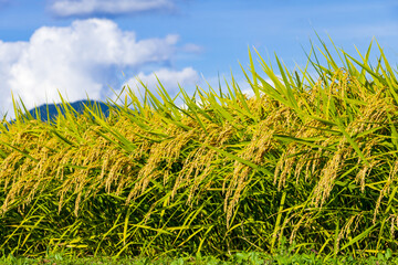 秋の稲穂　田園風景　秋晴れ　青空