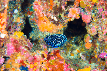 八丈島　旅行　海　ダイビング　タテジマキンチャクダイ幼魚