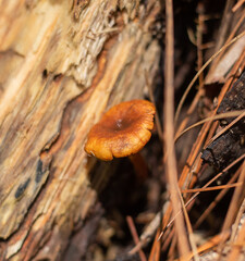 mushroom in the forest