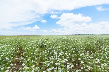 Fresh beautiful flowers daisies in the field