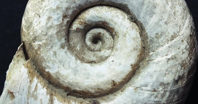 Spinning snail gastropod shell macro
