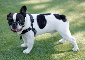 1-Year-Old Black and White Piebald Male Frenchie with One Floppy Ear. Off-leash dog park in Northern California.