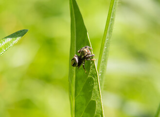 spider on a leaf