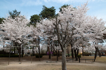 Fototapeta na wymiar Spring cherry blossoms at the Senior Welfare Center in Yeoju, Gyeonggi-do, South Korea