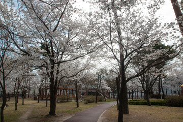 Spring cherry blossoms at the Senior Welfare Center in Yeoju, Gyeonggi-do, South Korea