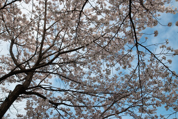 Spring cherry blossoms at the Senior Welfare Center in Yeoju, Gyeonggi-do, South Korea