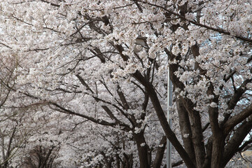 Spring cherry blossoms at the Senior Welfare Center in Yeoju, Gyeonggi-do, South Korea
