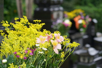 花が供えられたお墓　墓参りイメージ