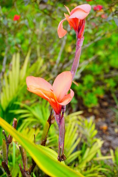 Canna Lily plant and green leaf	