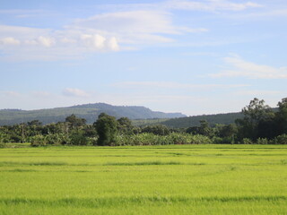 Fototapeta na wymiar landscape with green grass and sky Thailand
