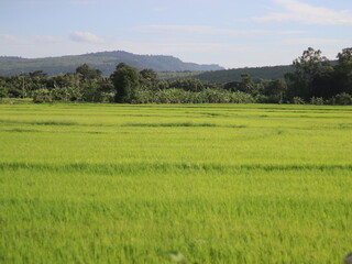 Fototapeta na wymiar rice fields thailand