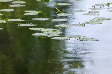 lily pads floating on the surface a pond