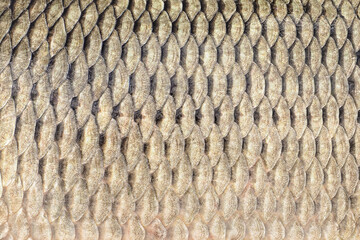 Fish scales texture. Skin of carp. Fishing pattern. Natural background © vldcon