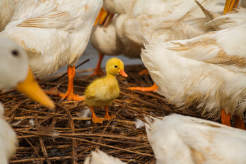 Unique Farm on the Water in Amuntai