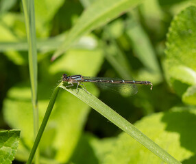 damselfly on a green leaf