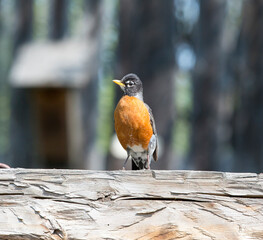 An American Robin perched on a log. Taken in Alberta, canada