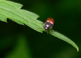 Fototapeta premium Close-up view of a black-brown beetle on a shrub branch
