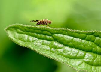Fototapeta premium Close-up view of a fly sitting on a shrub leaf