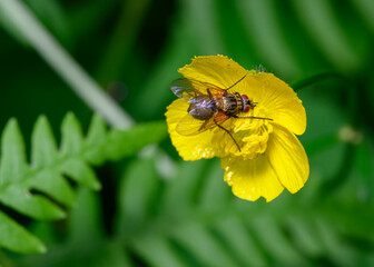 Close-up view of a fly sitting on a yellow wildflower