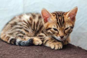 Young cute bengal cat laying on a soft cat's shelf of a cat's house.