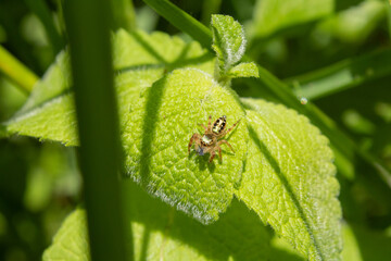 golden Salticidae on a green leaf