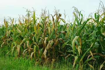 Fully grown corn ready to be harvested