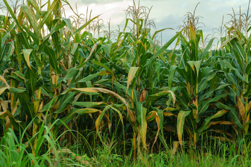 Fully grown corn ready to be harvested