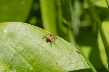 spider on a green leaf