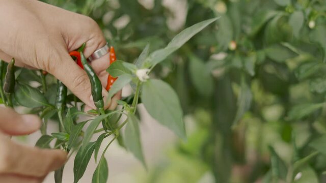 Close up 4K of beautiful and colorful chilli pepper trees growing in the house backyard and people hands picking which is organic vegetable cultivation or home gardening shows healthy living style.