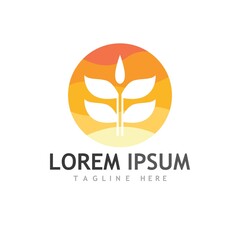 Agriculture wheat vector