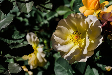Moody lighting on a yellow rose in full bloom.