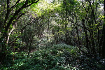 Fototapeta na wymiar a lively dense forest in summer