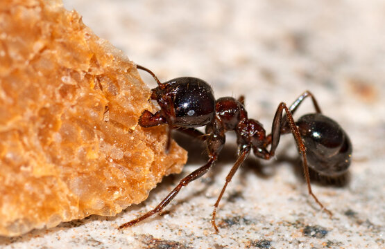 Lasius fuliginosus, also known as the jet ant or jet black ant, is a species of ant in the subfamily Formicinae.