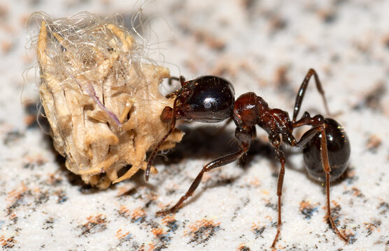 Lasius fuliginosus, also known as the jet ant or jet black ant, is a species of ant in the subfamily Formicinae.