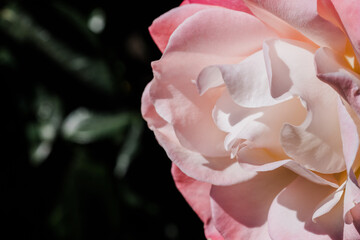 Fototapeta premium A close up of pink rose petals.