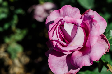 A purple rose blossom mid bloom in a garden.