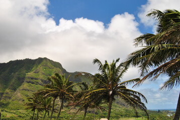 Fototapeta na wymiar coconut trees on the background of blue sky
