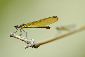 Heliochypha fenestrata is found in rivers with good water conditions.