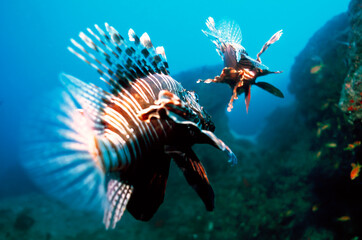 The red lionfish (Pterois volitans) or zebrafish is a venomous coral reef fish in the family...
