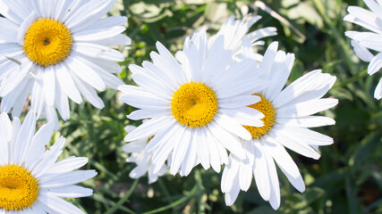 Daisies in a field