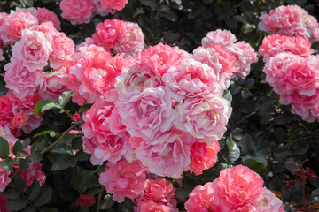 Obraz premium Floral. Closeup view of Floribunda hybrid Rosa Jardins de France flower cluster of pink, and white petals, spring blooming in the garden.