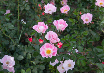 Fototapeta premium Floral. Roses blooming in the park. Closeup view of Rosa bingo Meidiland flowers of pink petals blossoming in spring in the garden.