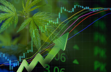 Cannabis business with marijuana leaves and stock graph charts on stock market exchange trading analysis investment, Commercial cannabis medicine money higher value finance and trade profit up trends