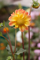 Dahlia flower in bloom close-up view