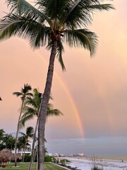 Palm trees and Rainbow
