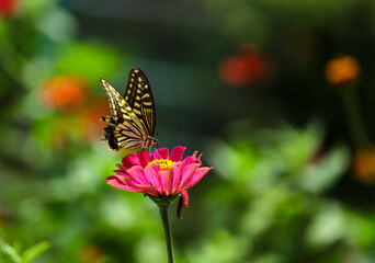 Plakat 꽃밭에서 호랑나비가 꽃을 찾아 날아드는 모습 A swallowtail butterfly flies in search of flowers in a flower garden 