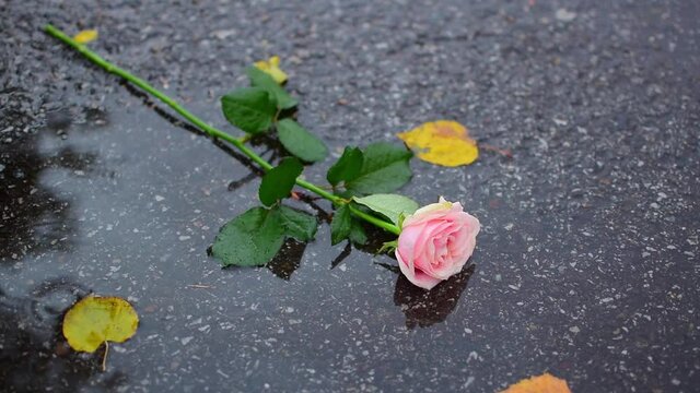 A Discarded Rose Flower Lies In A Puddle On The Wet Asphalt In The Rain And People Pass By Near It