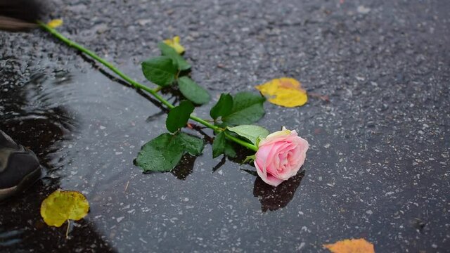a wet scarlet rose lies in the rain on the asphalt on the street in a puddle and people pass by step over it