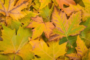 Naklejka na ściany i meble Pile of fall maple leaves
