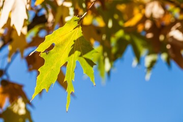 Fall maple leaves